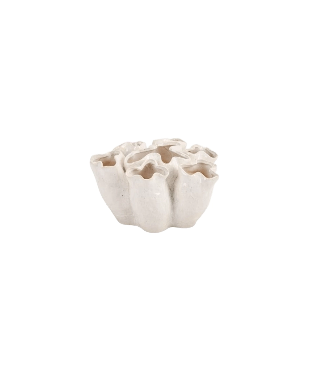 ואזה BLAISE WHITE