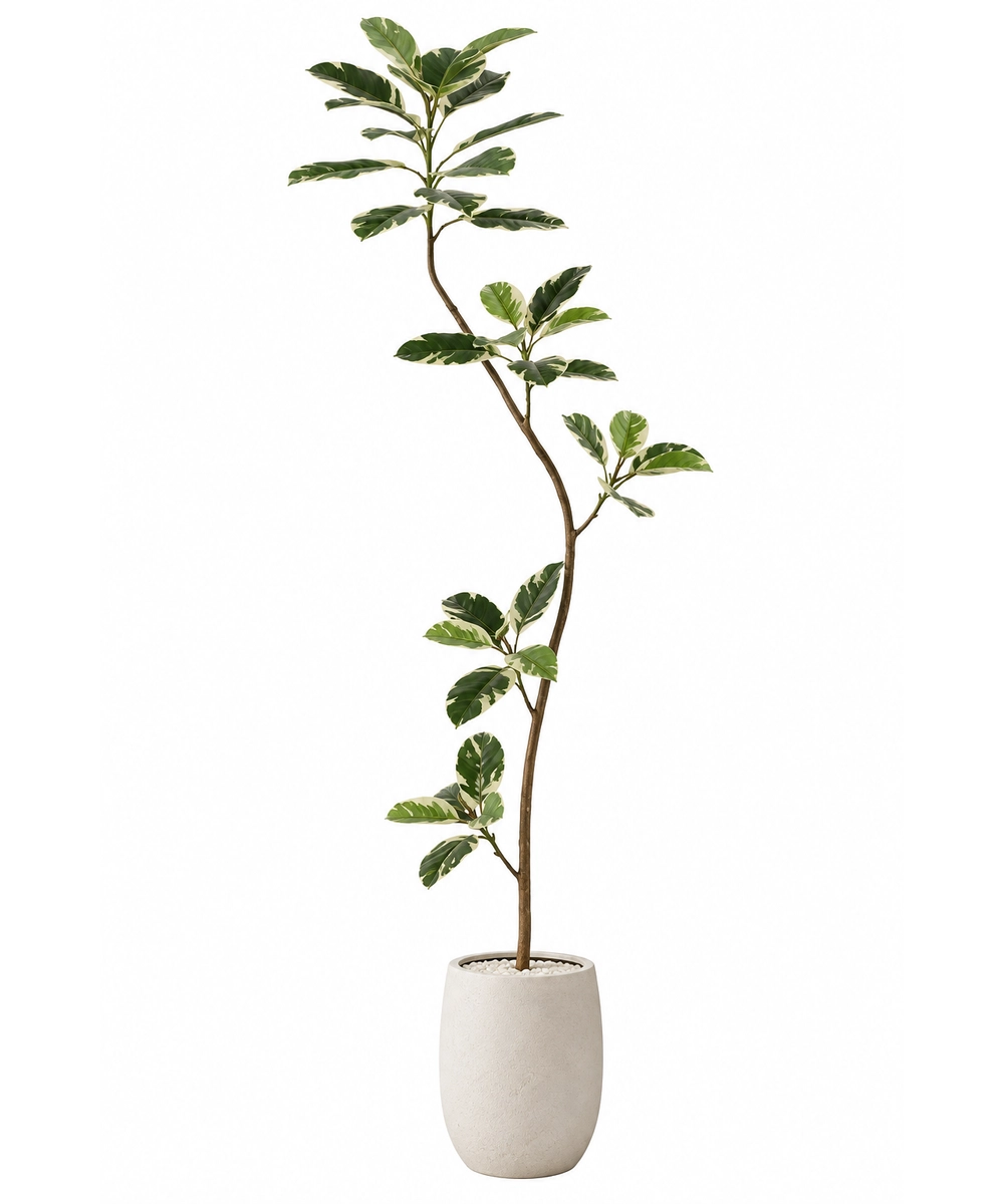 צמח מלאכותי LIGHT FICUS